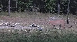 Cougar 1.webp