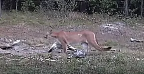 Cougar 2.webp