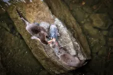 OttercatDSZ.webp