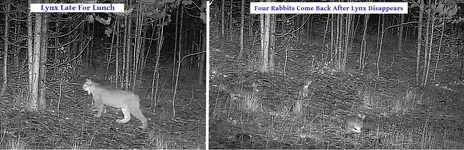 Lynx & Rabbits.webp