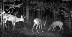Muley Night Time 111.webp
