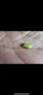 IMG_3196.webp