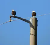 DSCN5537.webp