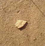 Nov 10 small bone on ground.webp