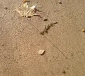 nov 10 small bone on ground2.webp