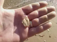Nov 10 Small bone in hand.webp