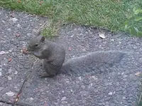 Little Critter.webp