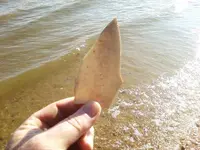 Nov 10 large bone1.webp