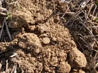 FE in Dirt.webp