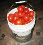 tomatoes.webp