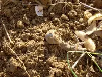 Ring in Dirt.webp