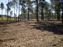Brackenridge4.webp