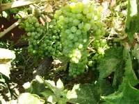 grapes.webp