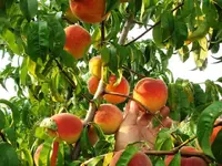 peaches1.webp