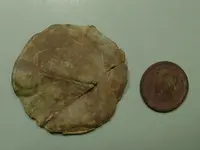 Rosette Front.webp