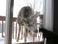 Deer.webp