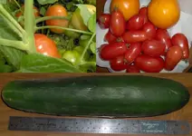 Veggies.webp Veggies.webp