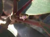 ring2.webp