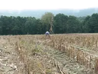 corn fields bow aroow 014.webp