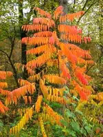 IMG_1499_2_1.webp