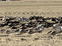 IMG_0487.webp