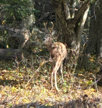 IMG_0282.webp