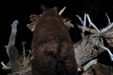LBBEAR.webp