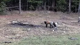 Fox.webp