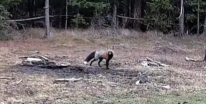 Fox 2.webp