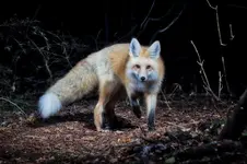 FXIMPJPG.webp