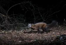 MARTEN1JPG.webp