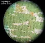 CU Trees.webp