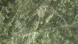 max_zoom_2500x.webp