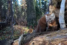 3MARTEN4JPG.webp
