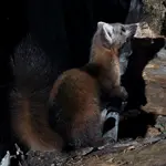 5DZJPG.webp