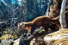 MARTEN2jpg.webp