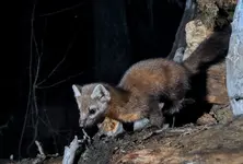 MARTEN3DZJPG.webp