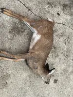 DeadDeer.webp