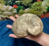 fossil1.webp