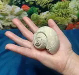 fossil2.webp