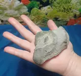 fossil3.webp