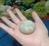 fossil4.webp