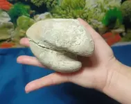 fossil5.webp
