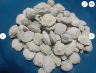 clams.webp