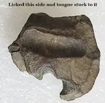 What Licked.webp