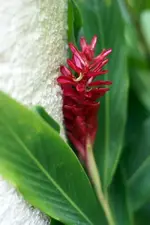 jamaica_flower.webp