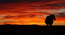 horse%20sunset.webp