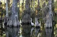 200px-Everglades_National_Park_cypress.webp