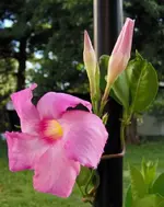 First_to_Bloom.webp First_to_Bloom.webp