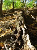 fallen tree in valley with metal rods.webp